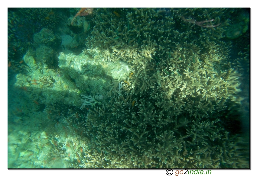 Under water coral view through glass boat in Jolly buoy island of Andaman