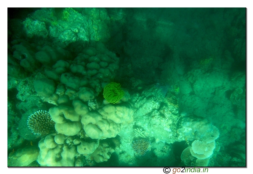 Sea Coral at Andaman