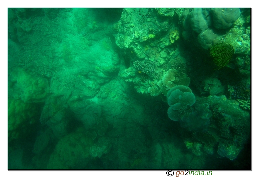 Coral at Andaman