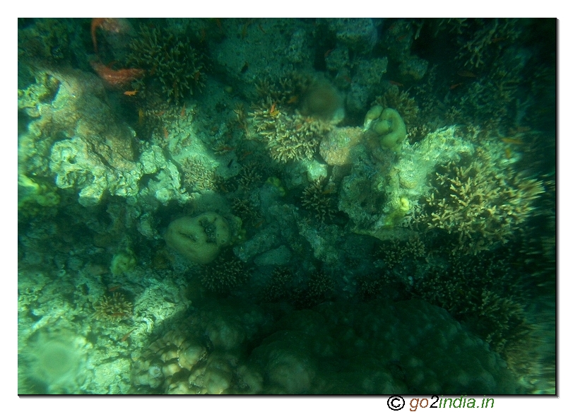 Under water coral view through glass boat in Jolly buoy island of Andaman