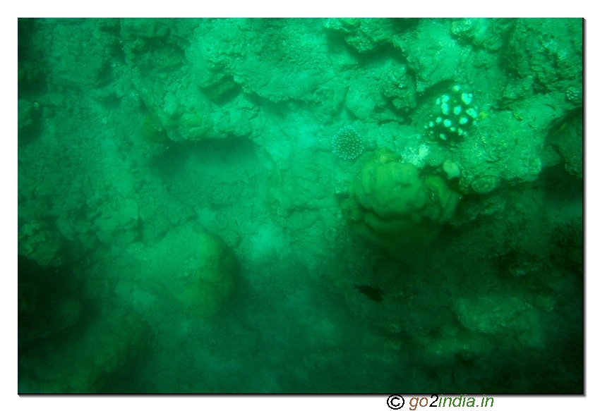 Under water coral view through glass boat in Jolly buoy island of Andaman