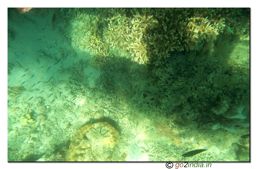 Under water coral view through glass boat in Jolly buoy island of Andaman