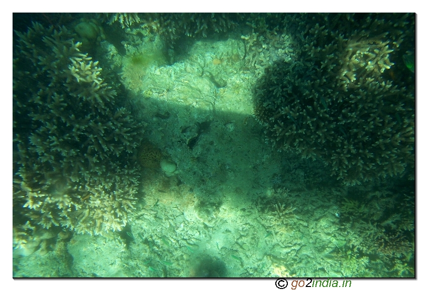 Under water coral view through glass boat in Jolly buoy island of Andaman