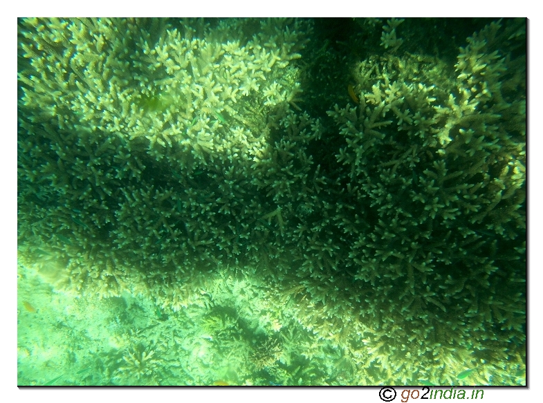 Under water coral view through glass boat in Jolly buoy island of Andaman