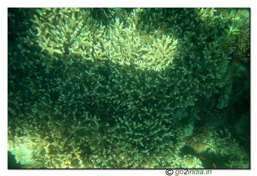 Under water coral view through glass boat in Jolly buoy island of Andaman