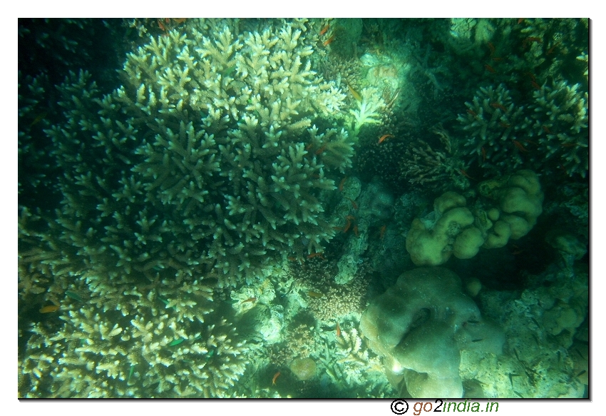 Under water coral view through glass boat in North bay of Andaman