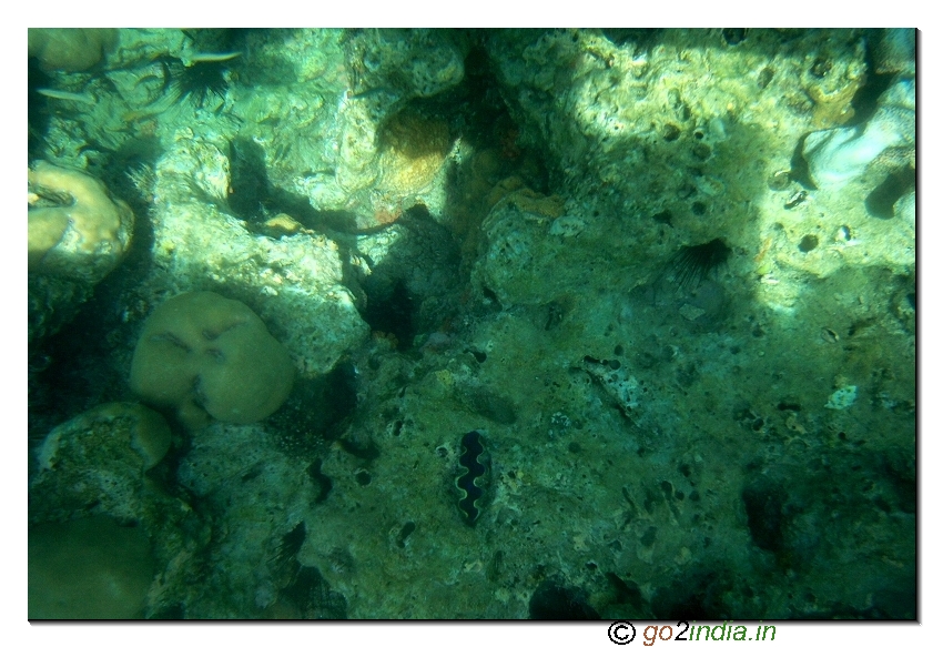 Under water coral view through glass boat in North bay of Andaman