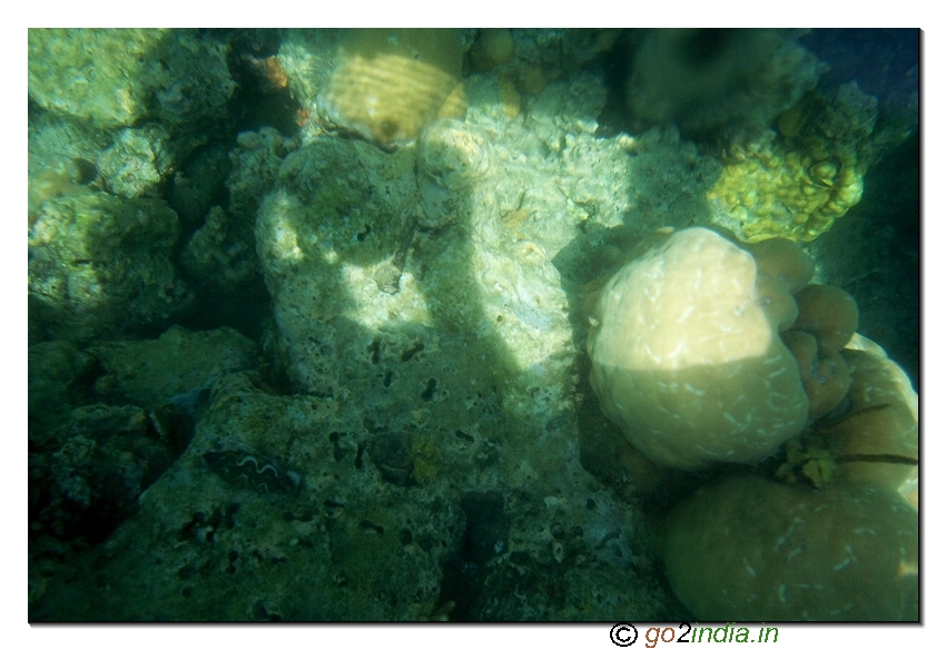 Under water coral view through glass boat in North bay of Andaman