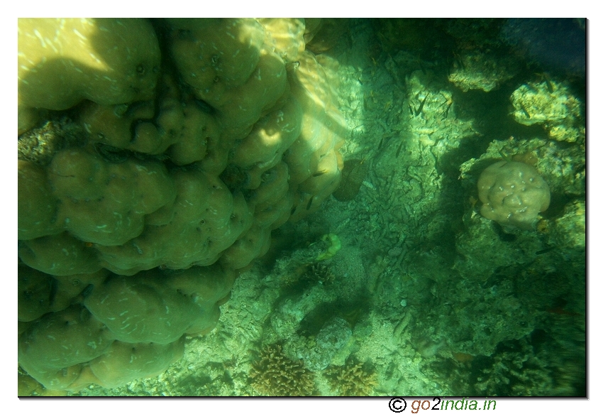 Under water coral view through glass boat in North bay of Andaman