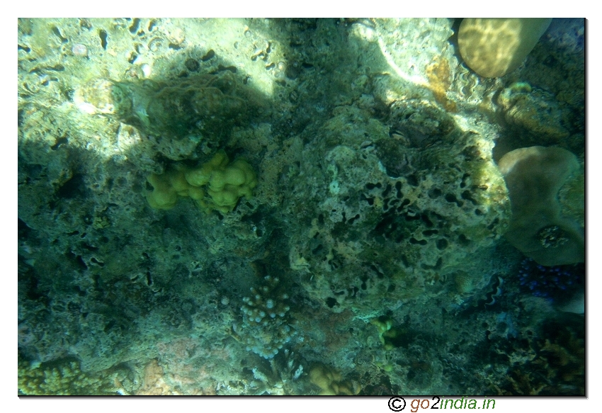 Under water coral view through glass boat in North bay of Andaman