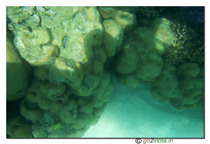 Under water coral view through glass boat in North bay of Andaman