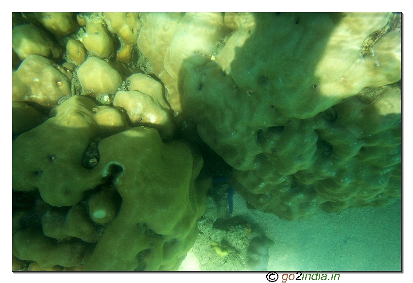 Under water coral view through glass boat in North bay of Andaman