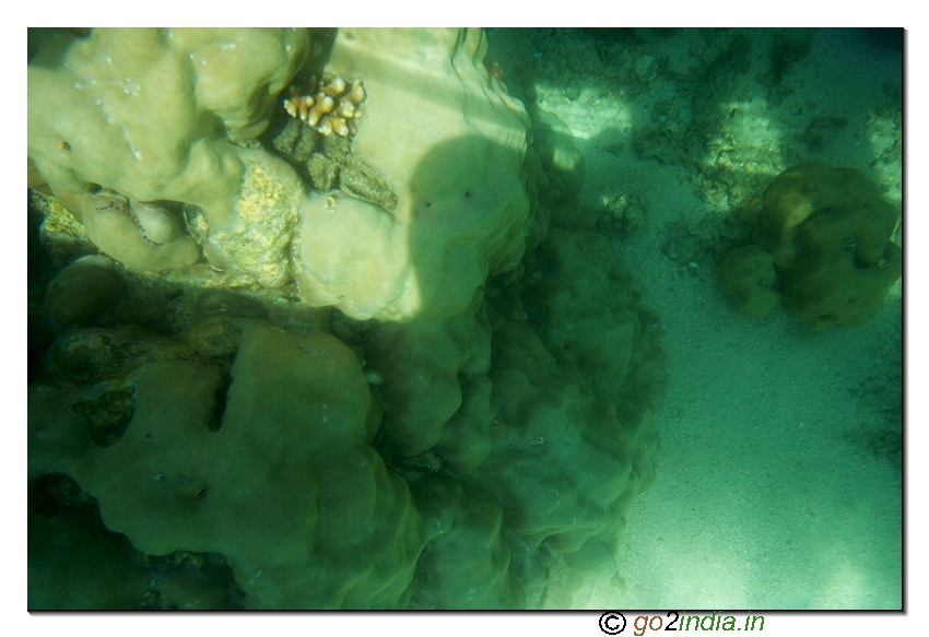 Under water coral view through glass boat in North bay of Andaman