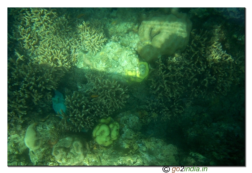 Under water coral view through glass boat in Jolly buoy island of Andaman