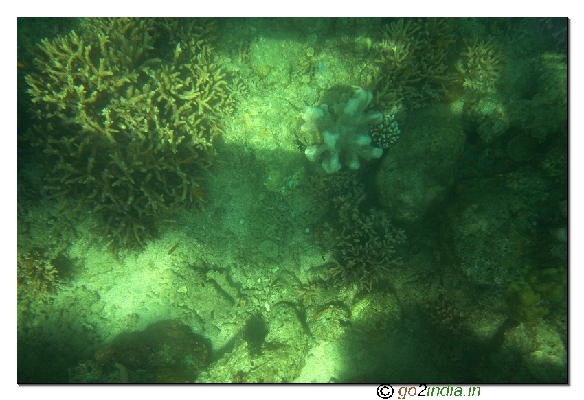 Under water coral view through glass boat in Jolly buoy island of Andaman