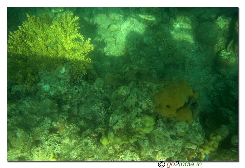 Under water coral view through glass boat in Jolly buoy island of Andaman