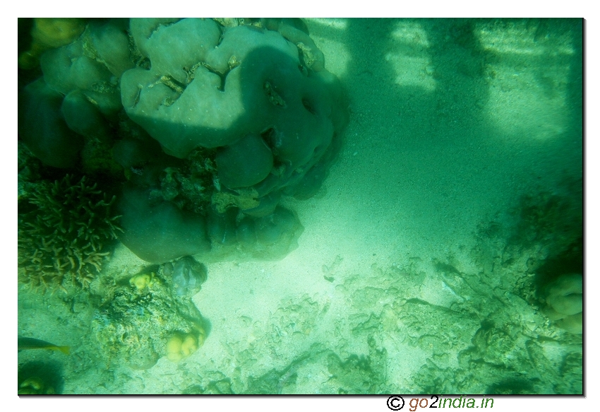 Under water coral view through glass boat in North bay  of Andaman