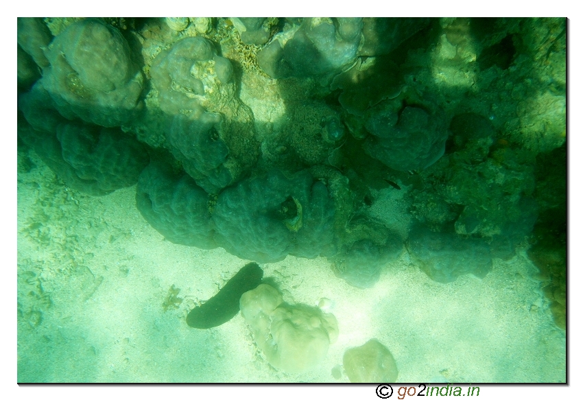 Under water coral view in North bay  of Andaman