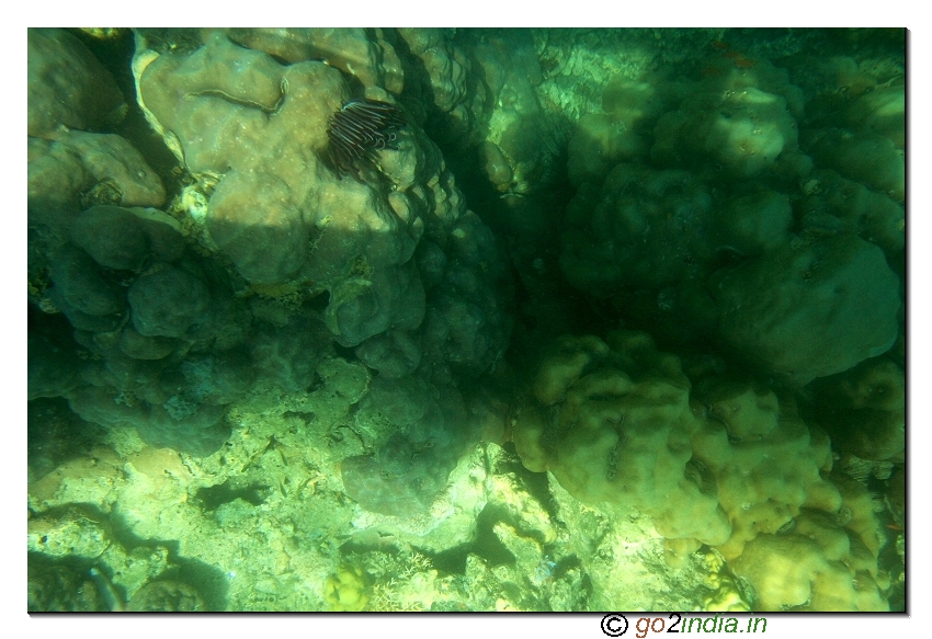 Under water coral view in North bay  of Andaman