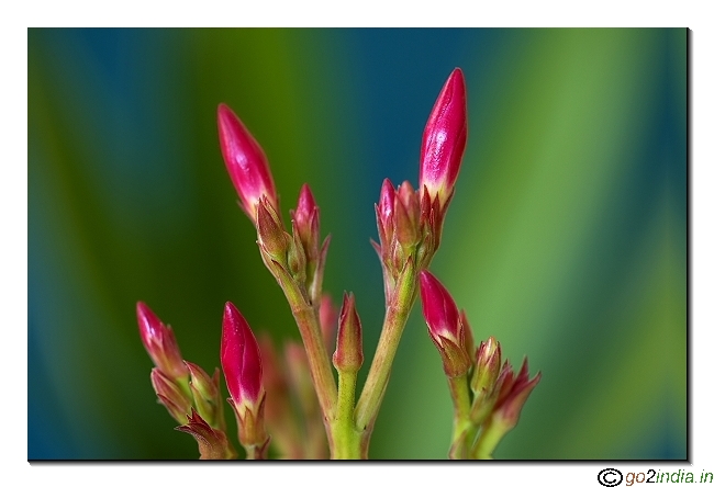Red flower bud