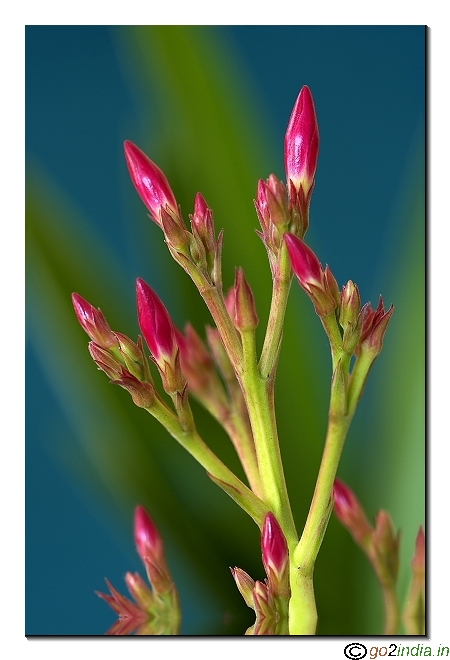 Red flower bud