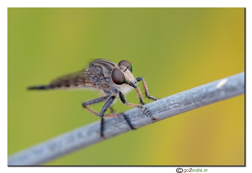 Robber fly