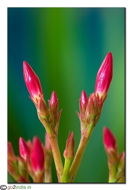 Red flower buds