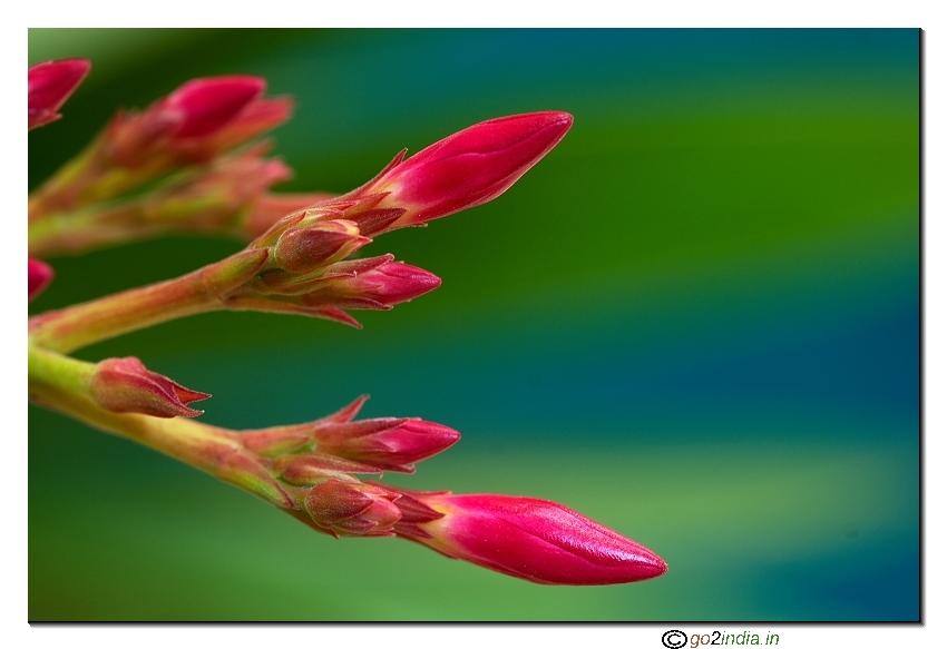 Red flower buds