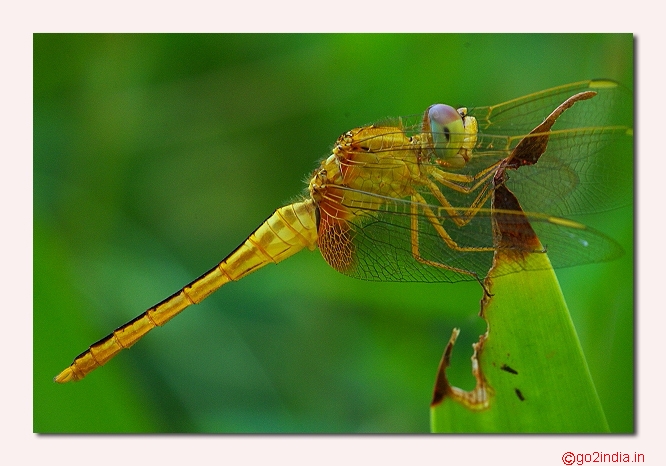 DRAGONFLY