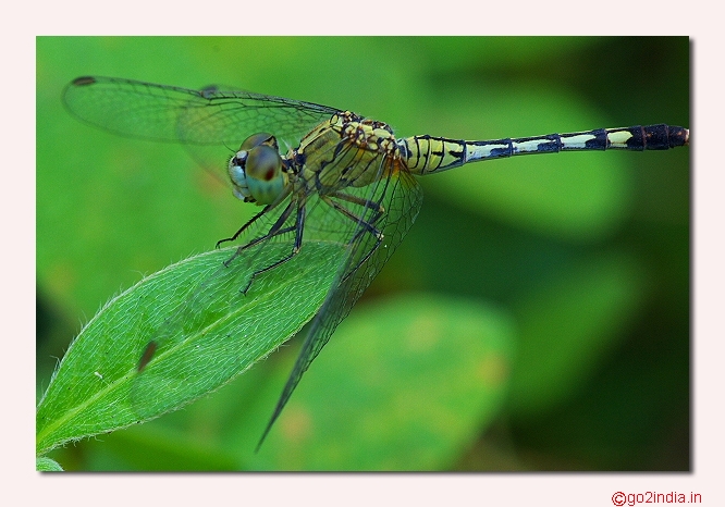 DRAGONFLY