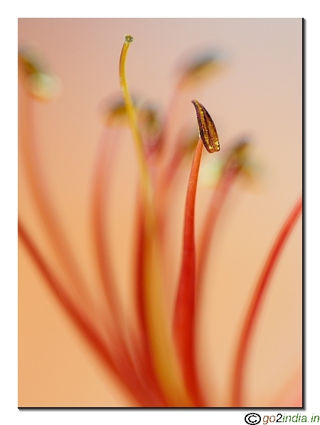 May flower macro pic