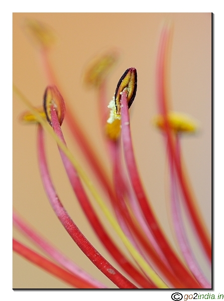 May flower macro pic