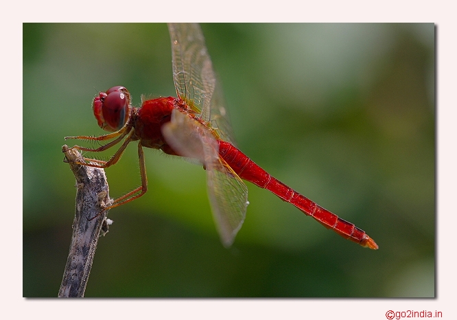DRAGONFLY