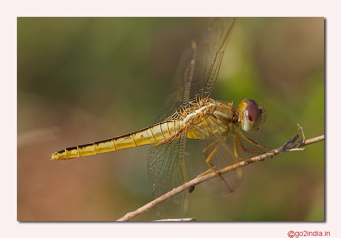 DRAGONFLY