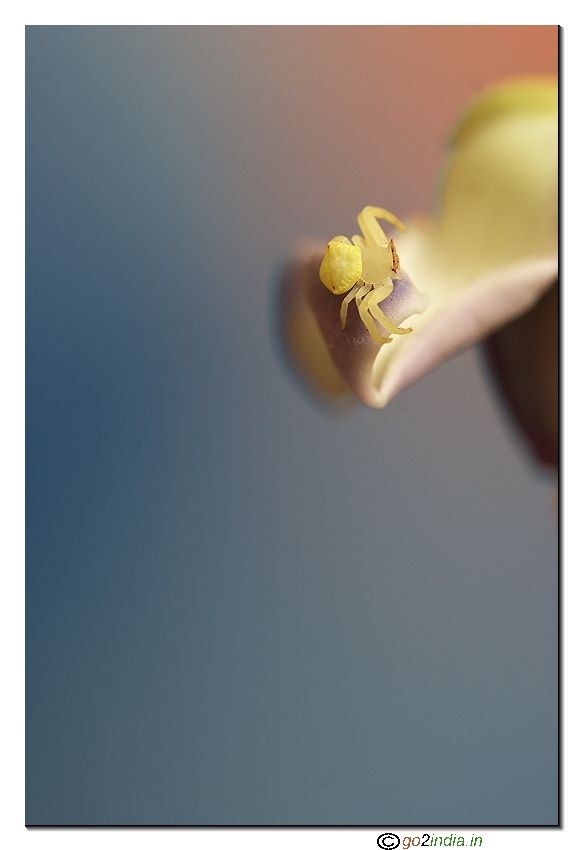 crab spider macro