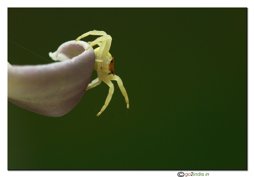 crab spider macro