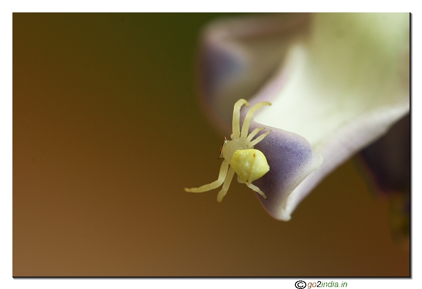 crab spider macro