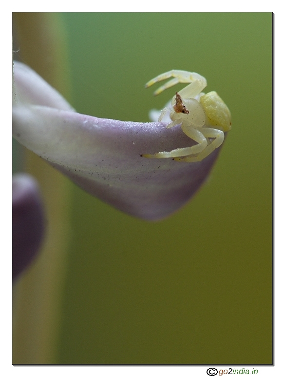 crab spider macro
