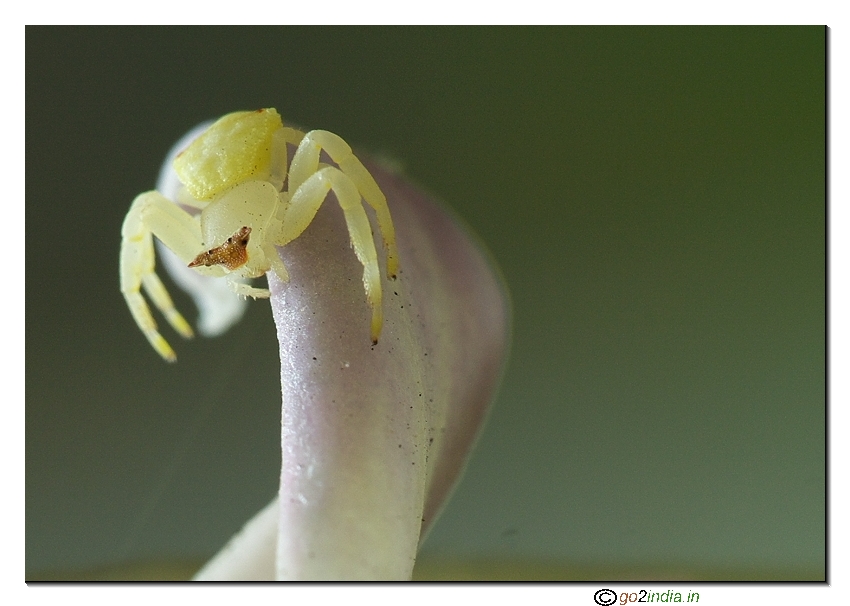crab spider macro