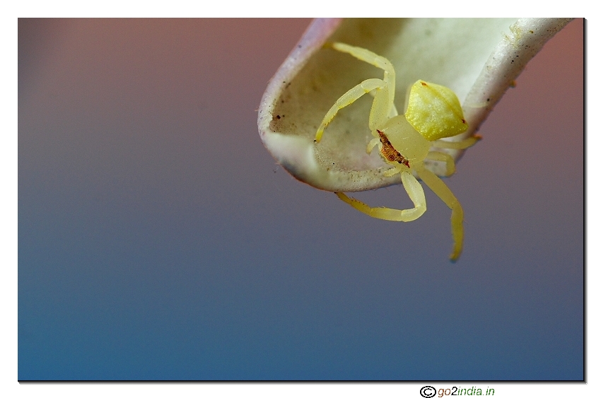 crab spider macro