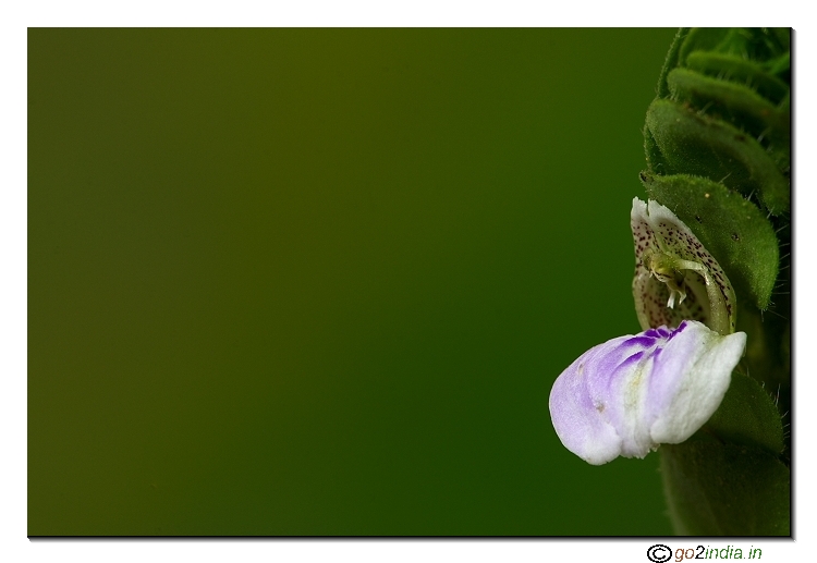 Macro wild flower with smooth background