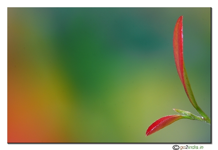Macro  leaves with smooth background