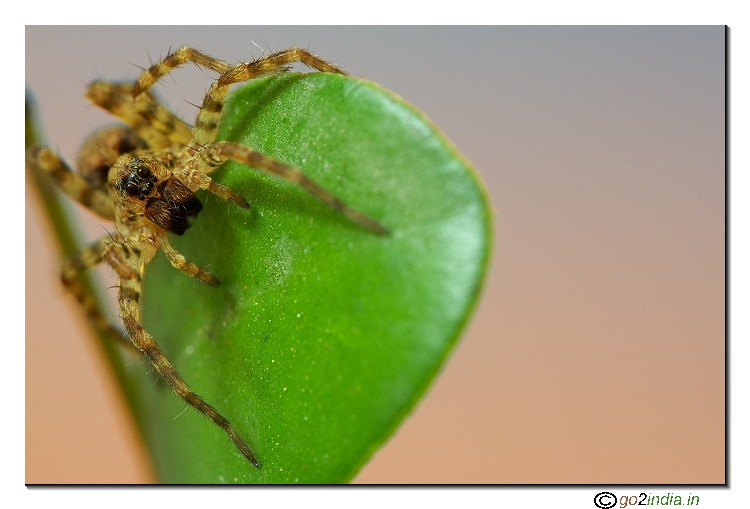 Macro jumping spider