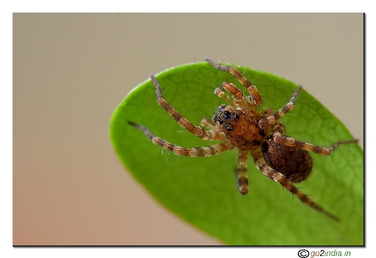 Macro jumping spider