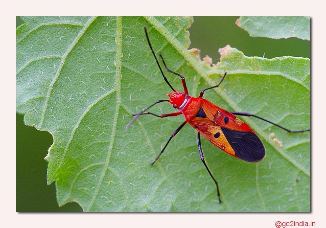 Macro bug