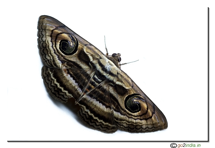 Moth macro
