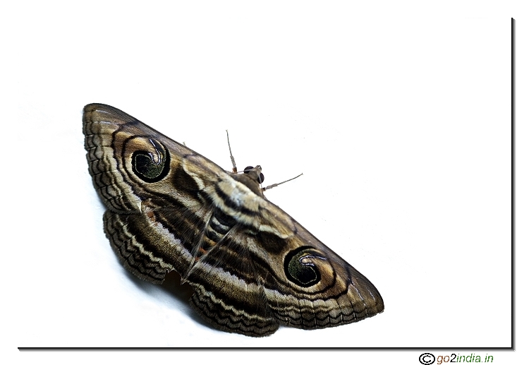 Moth macro