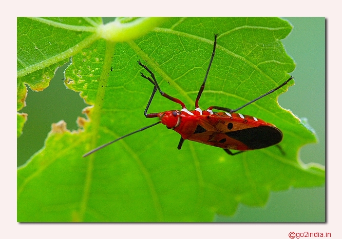 Macro bug