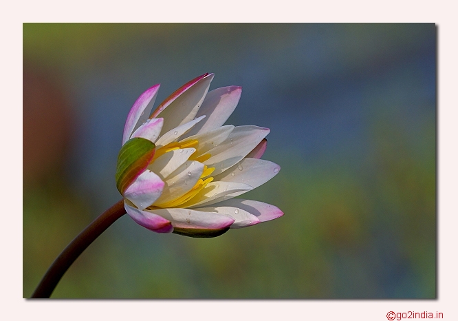 Water lily