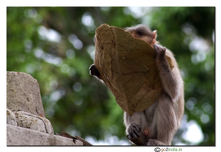 Monkey eating the residual food